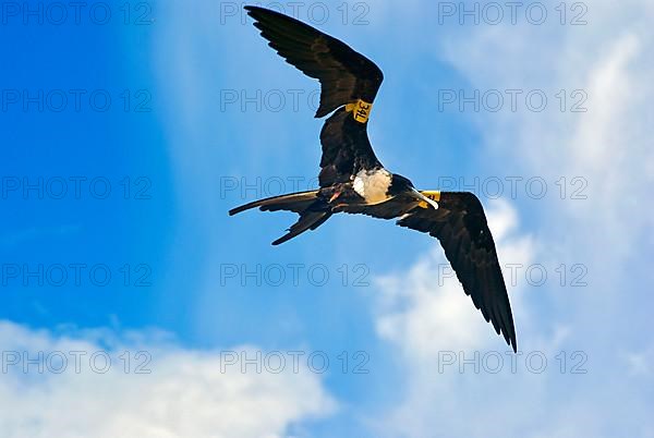 Magnificent Frigatebird