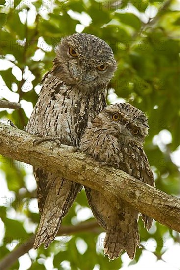 Tawny frogmouth