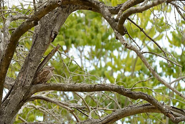 Tawny tawny frogmouth