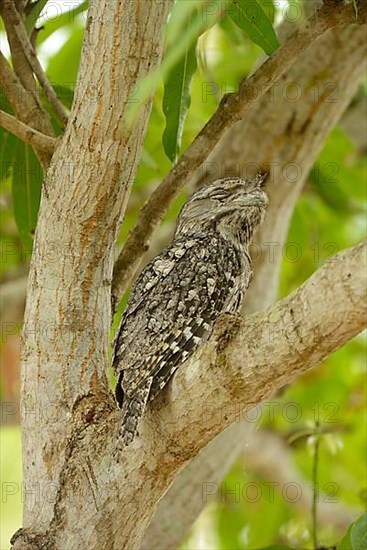 Tawny tawny frogmouth