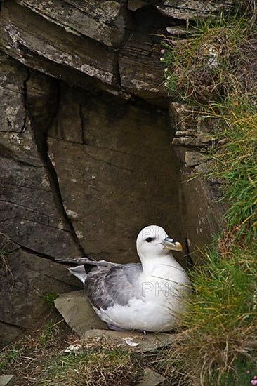 Fulmar