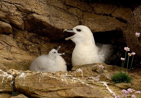 Northern Fulmar