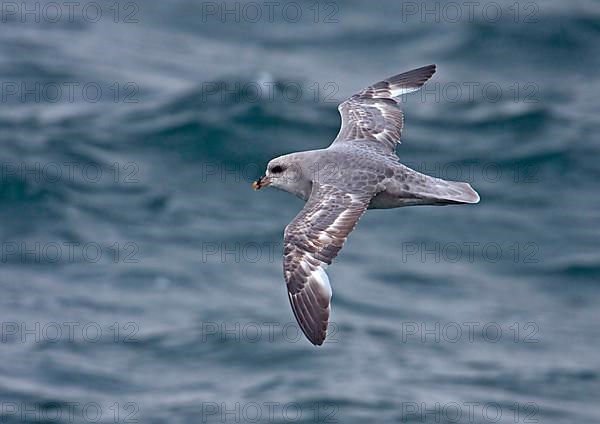 Fulmar