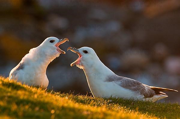 Northern Fulmar