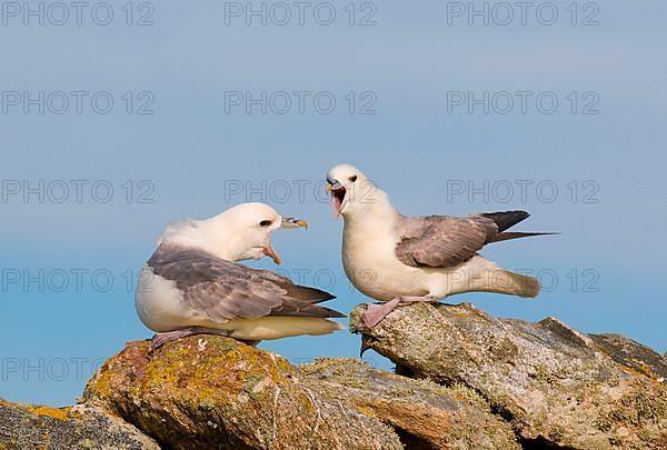 Northern Fulmar