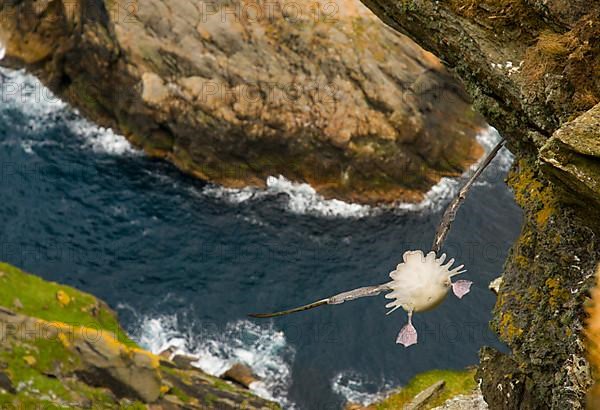 Northern Fulmar