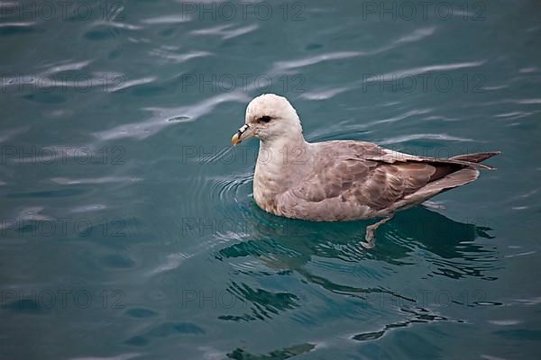 Northern fulmar