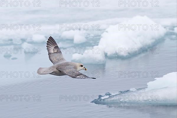 Northern Fulmar