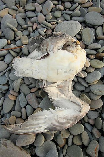 Northern Fulmar