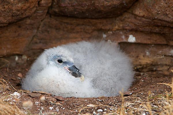 Northern fulmar