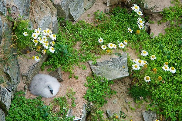 Northern fulmar