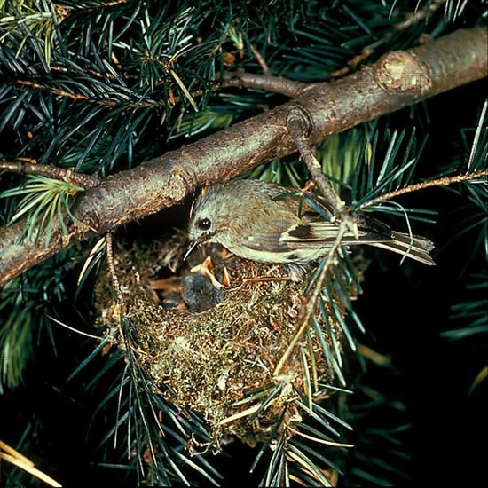 Goldcrest