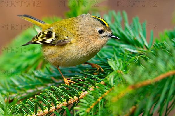 Goldcrest