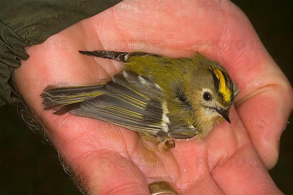 Goldcrest