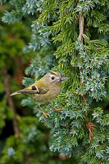 Goldcrest