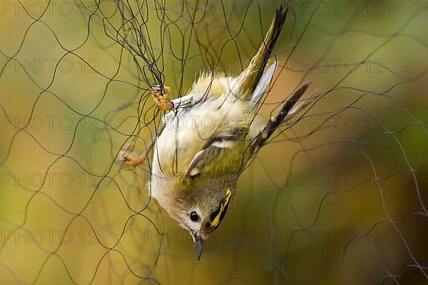 Goldcrest