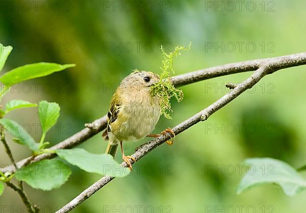 Goldcrest