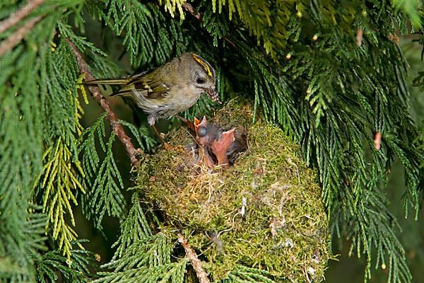 Goldcrest