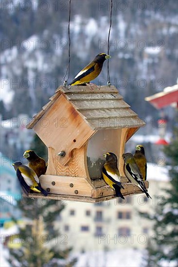 Evening Grosbeak