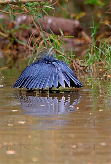 Black Heron