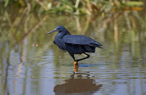 Black black heron