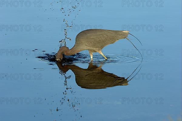 Little blue heron