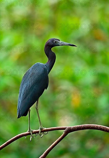 Little Blue Heron