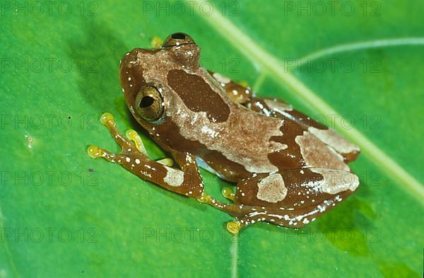 African tree frog