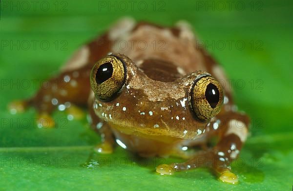 African tree frog