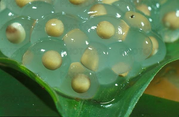 Frog spawn on a leaf