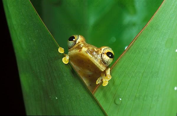 African forest frog