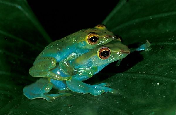 Jade tree frog mating