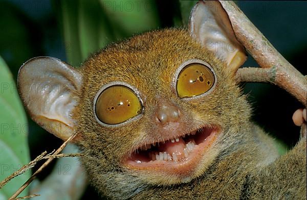 Western Tarsier