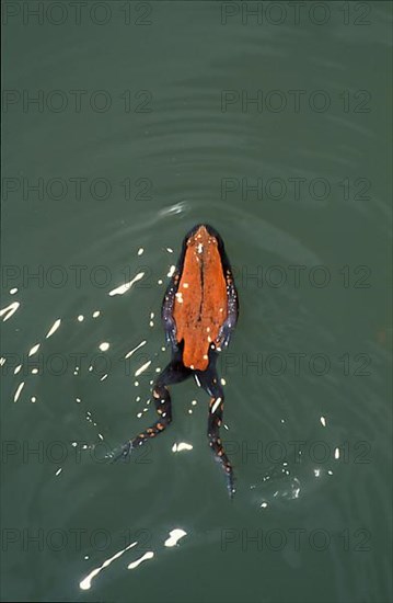 Red backed rubber frog