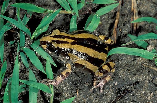 Striped frog