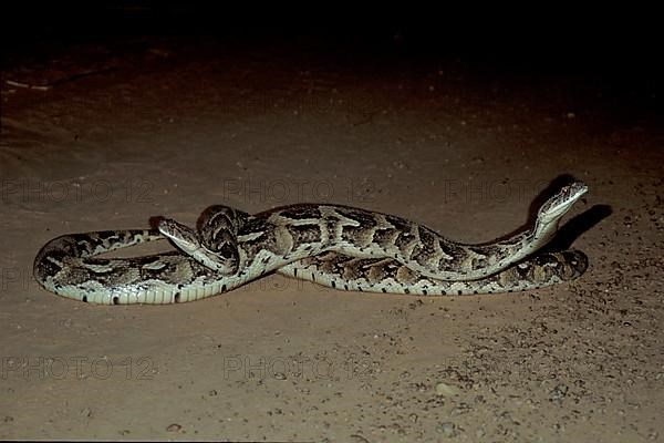 Puff adder pairing