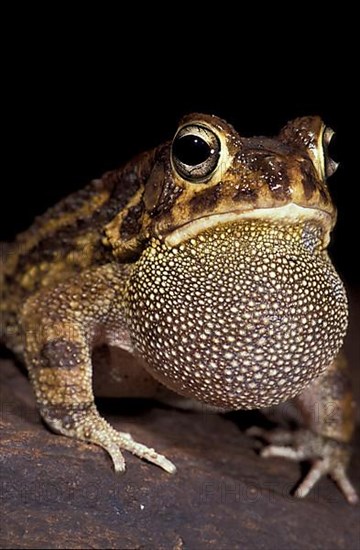 African panther toad