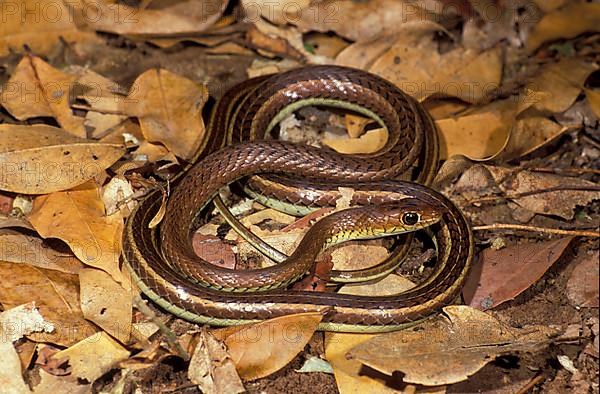 Striped swamp snake