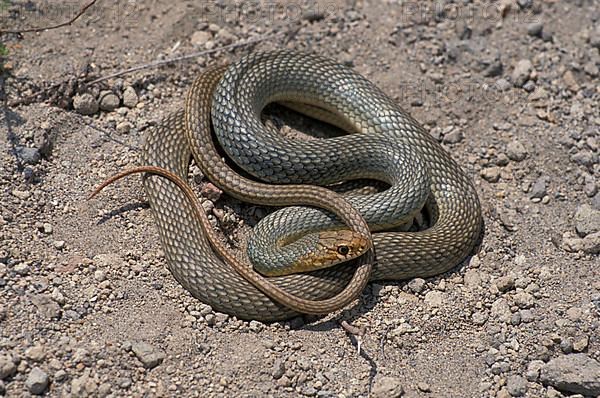 Big whip snake