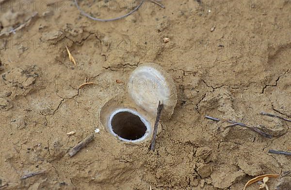 Habitation of a trapdoor spider