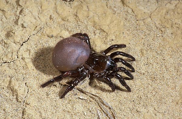 Trap door spider