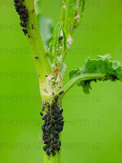 Black bean leaf lice
