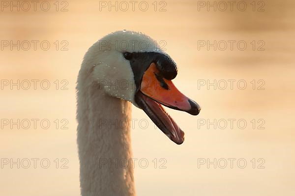 Mute Swan