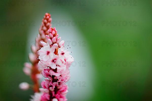 Snail's knotweed