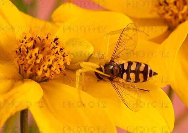 Crab Spider with Hoverfly