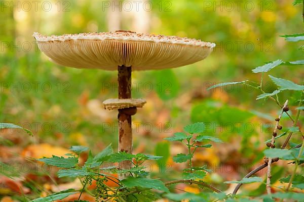 Giant parasol