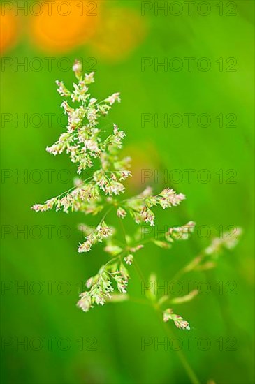 Meadow bluegrass