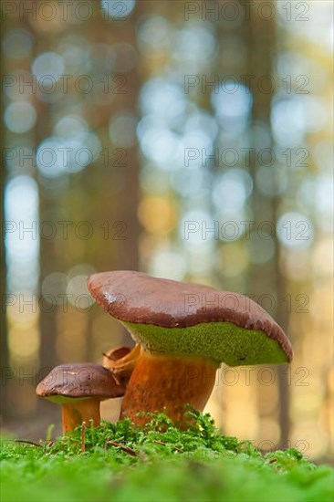 Chestnut boletus