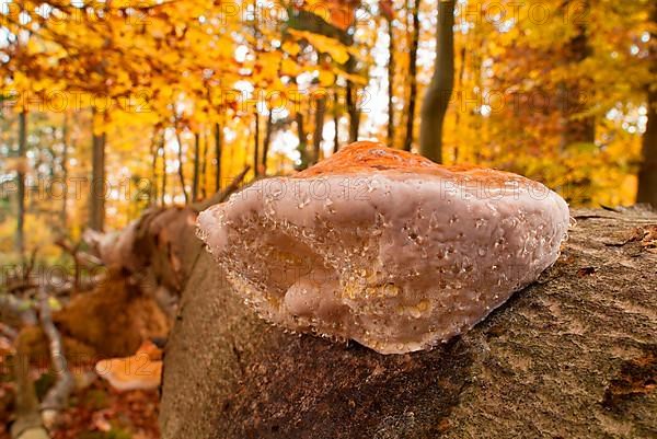 Red-edged agaric