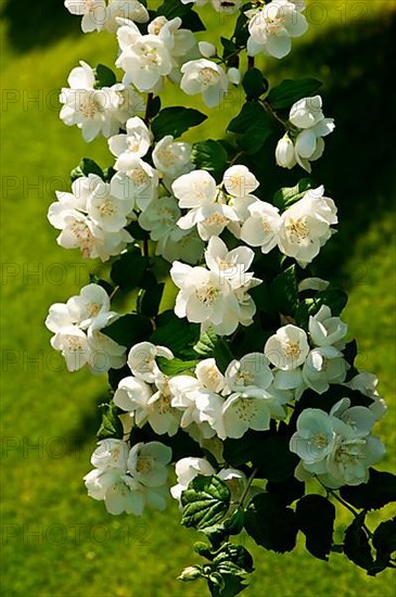 Sweet Mock Orange